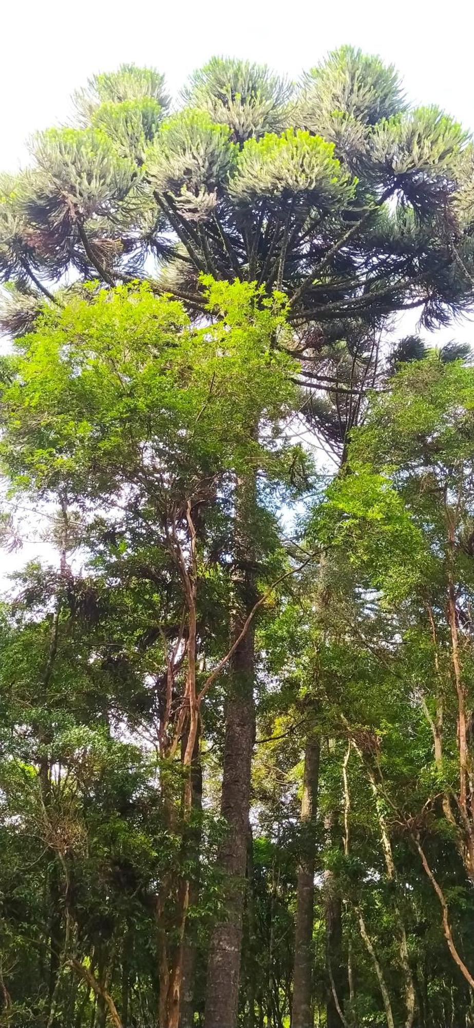 Chacara Rancho Paraiso Piraquara Экстерьер фото