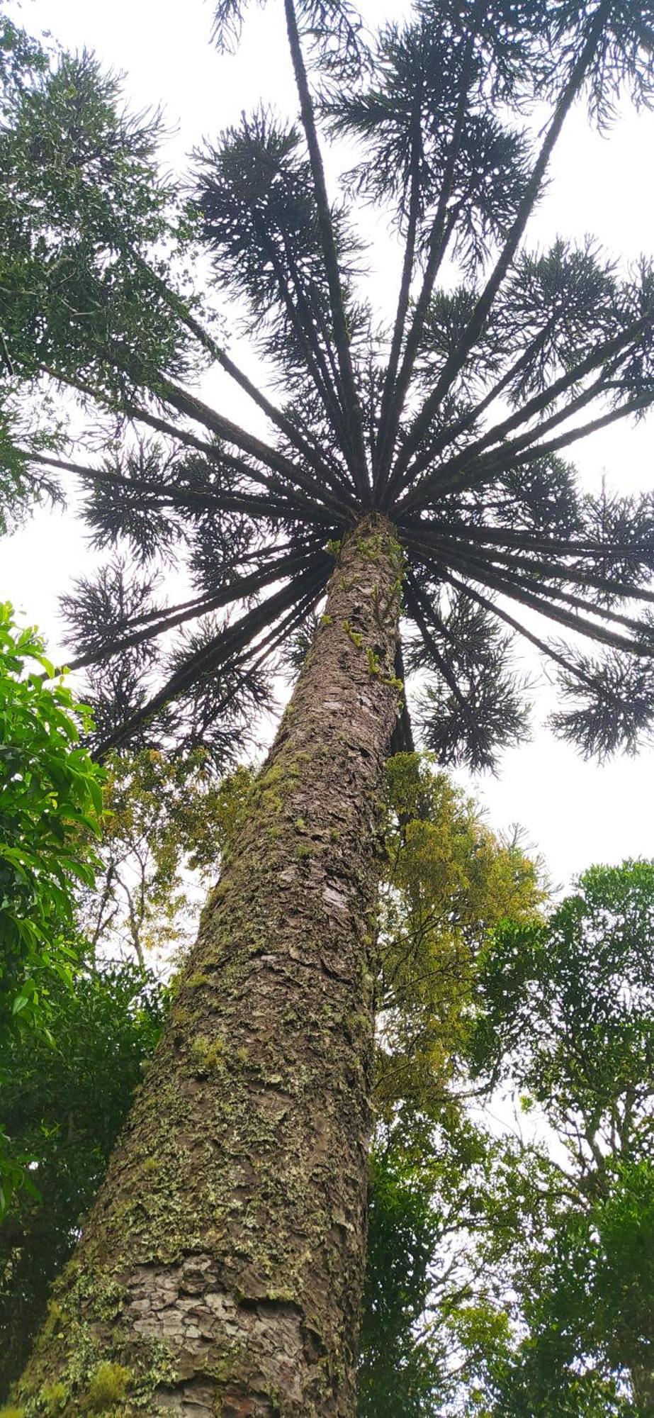 Chacara Rancho Paraiso Piraquara Экстерьер фото